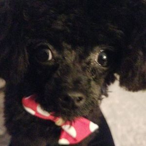 Meet your Posher, Teresa